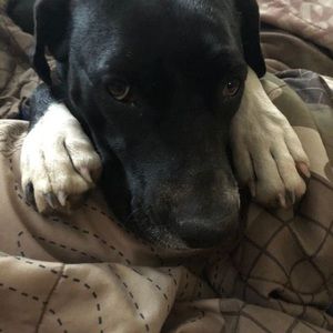 Meet your Posher, Sam